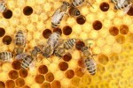 27535556-bee-worker-on-a-yellow-honey-cell